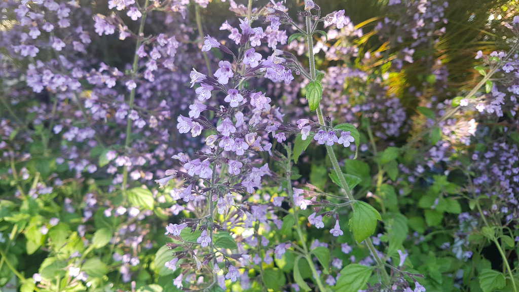 Calamintha nepeta 'Blue Clouds' ---